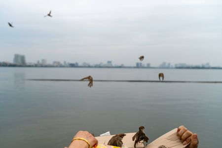 People release birds to be freedom and free in Hanoi, Vietnamの写真素材