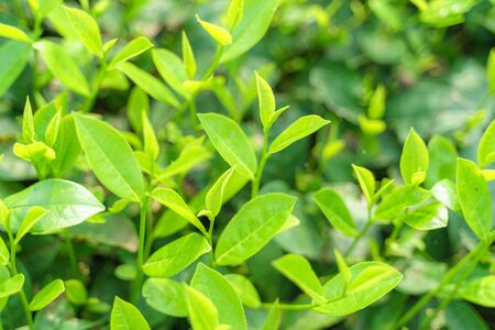 Fresh green tea leaves and buds in a tea plantation in morningの写真素材