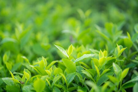 Green tea buds and leaves at early morning on plantationの写真素材