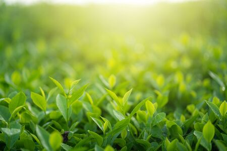 Green tea buds and leaves at early morning on plantationの写真素材