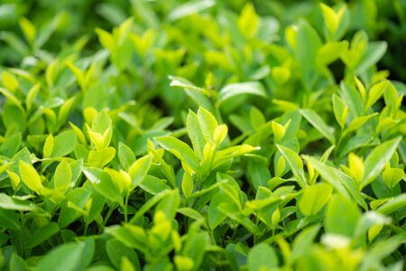 Green tea buds and leaves at early morning on plantationの写真素材