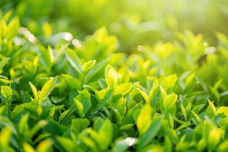 Green tea buds and leaves at early morning on plantationの写真素材