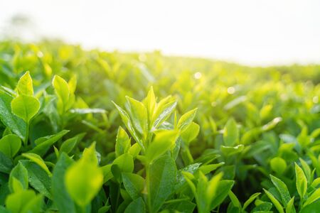 Green tea buds and leaves at early morning on plantationの写真素材