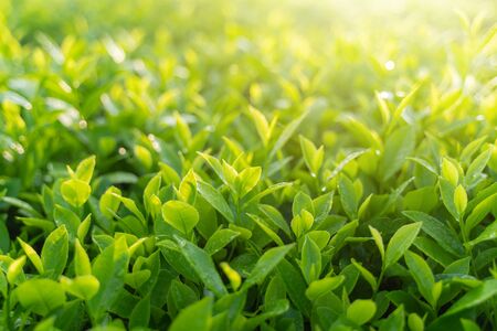 Green tea buds and leaves at early morning on plantationの写真素材