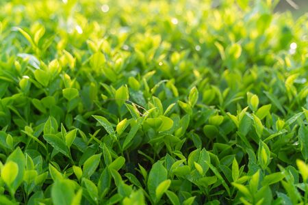 Green tea buds and leaves at early morning on plantationの写真素材