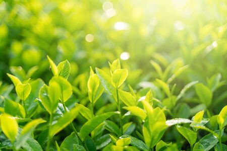 Green tea buds and leaves at early morning on plantationの写真素材