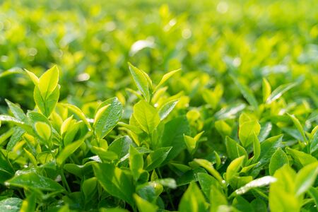 Green tea buds and leaves at early morning on plantationの写真素材