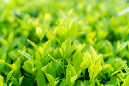 Green tea buds and leaves at early morning on plantationの写真素材