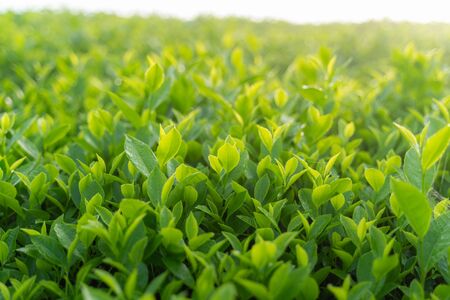Green tea buds and leaves at early morning on plantationの写真素材
