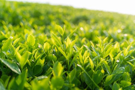 Green tea buds and leaves at early morning on plantationの写真素材