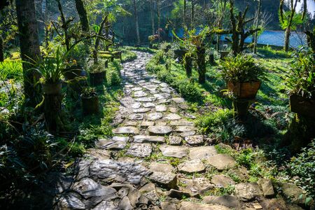 Walking path in the green garden or forestの写真素材