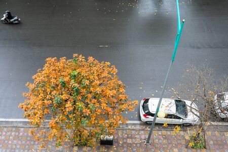Yellow red leaves on branches in Hanoi street. The "leaf change" seasonの写真素材