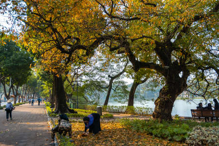 Hanoi, Vietnam - Feb 18, 2019: Yellow leaf tree in Hanoi. The "leaf change" season at Hoan Kiem lake, center of Hanoiのeditorial素材