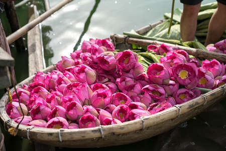 Pink lotus on wooden boat, collected from lotus farm plantation in early morningの写真素材