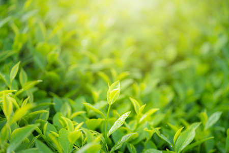 Green tea buds and leaves at early morning on plantationの写真素材
