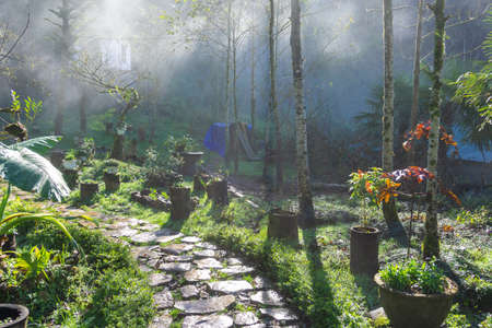 Wet path in the garden or forest with mistの写真素材