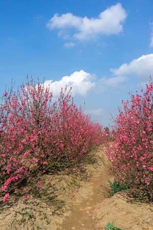 Peach flowers in the garden in blossoming time against blue sky and white cloudsの写真素材
