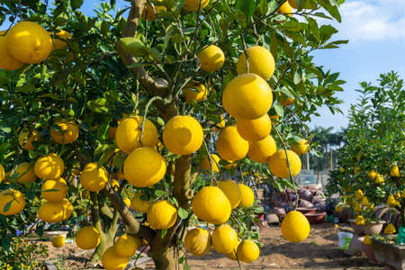Ripe pomelo fruits hang on the trees in the garden.の写真素材