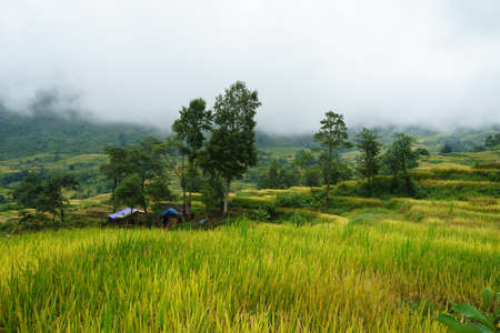 Terraced rice field landscape in harvesting season with low clouds in Y Ty, Bat Xat district, Lao Cai, north Vietnamの写真素材