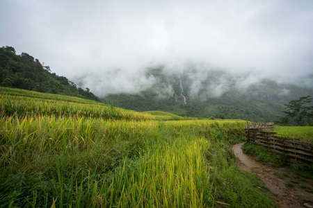 Terraced rice field landscape in harvesting season with low clouds in Y Ty, Bat Xat district, Lao Cai, north Vietnamの写真素材