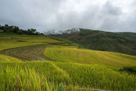 Terraced rice field landscape in harvesting season in Y Ty, Bat Xat district, Lao Cai, north Vietnamの写真素材