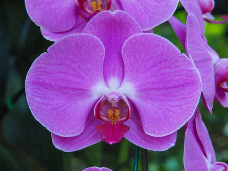 PINK ORCHID IN RAJCHAPRUEK CHIANG MAI THAILANDの写真素材