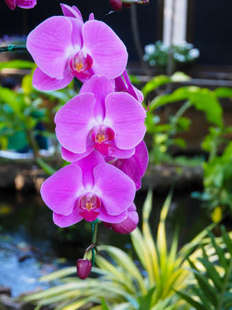 3 PINK ORCHIDS I CHIANG MAI, THAILANDの写真素材