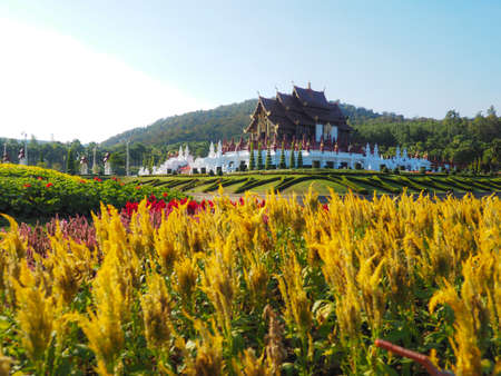 HOR KHAM LUANG THAILAND WITH YELLOW FLOWERSの写真素材
