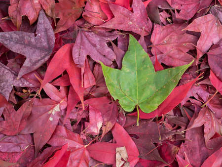 A green leaf on a pile of red leavesの写真素材