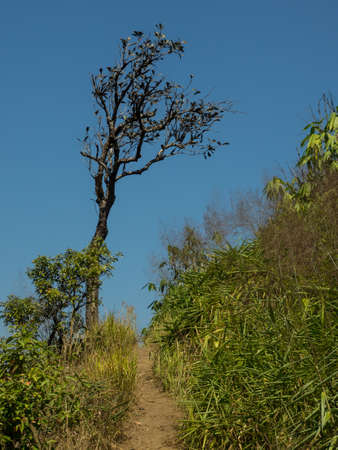 DYING TREE NEXT TO A PATHの写真素材
