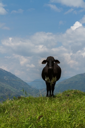Cow on mountain looking curiously into the lensの写真素材