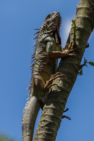 Lizard in treeの写真素材