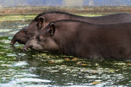 Tapirs in zooの写真素材