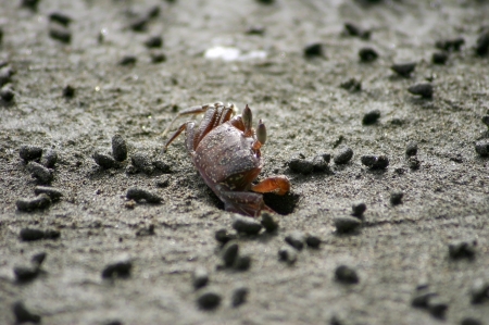 Ghost crabの写真素材