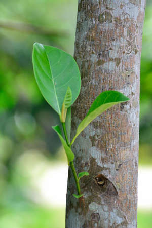 Regeneration of trees in Thailand の写真素材