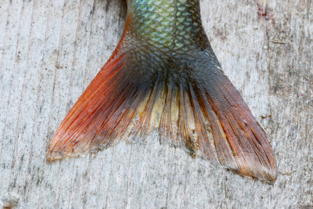 Close-up of the tail of a european perches laying on plank