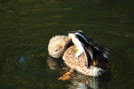 The femaile mallard make an acrobatic wash upの写真素材