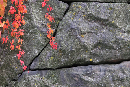 Red woodbine climbing on an old stone wallの写真素材