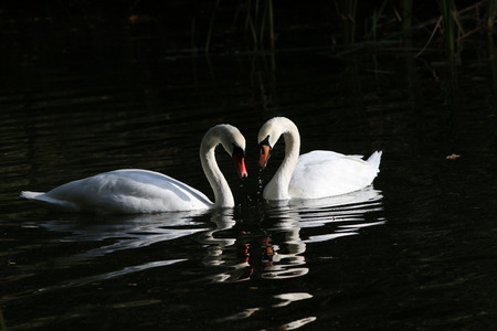 Two swans together, water dripping from the beaksの写真素材
