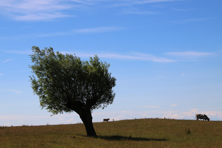 Two cows eating grass and one lonely tree in the foregroundの写真素材