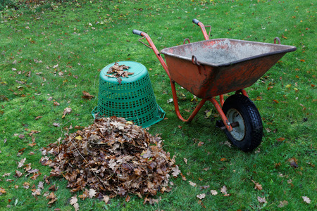 Autumn is the time to collect the oak leafes in a wheel barrowの写真素材