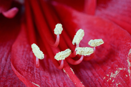 Extreme close up of the pistils of a Barbados Lily (lat. Hippeastrum)の写真素材