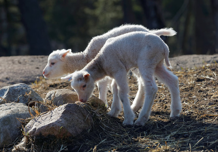 Two cute lamb serching for food a sunny dayの写真素材