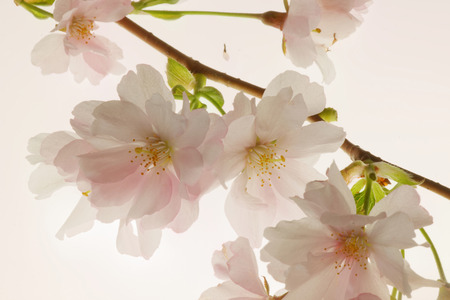 Very bright branch of blooming, back lit cherry treeの写真素材