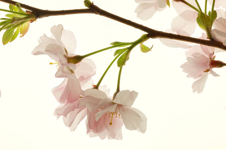 Branch of bright blooming, back lit cherry treeの写真素材