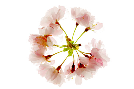Circle of blooming cherry blossom, back litの写真素材