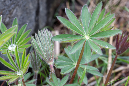 Closeup of lupine leafs at different stages and different shapes with water drops. Latin name: Lupinus wolfishの写真素材