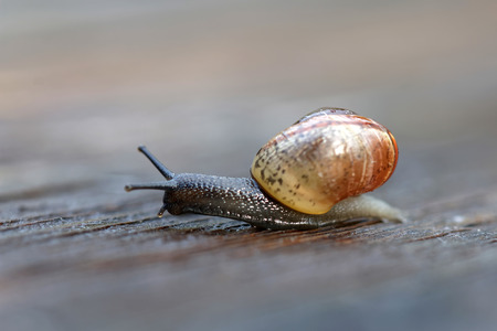 Small snail with dark body gliding on wood a rainy day. Very short depth of focus. Latin name: Arianta arbustorum
