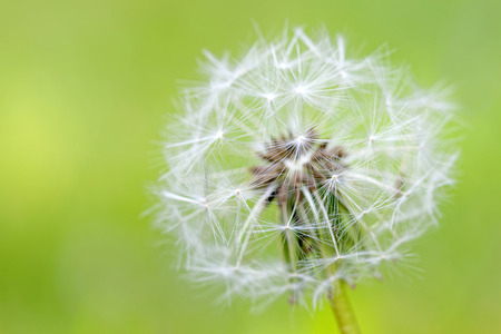 Closeup of the centre of an over bloomed dandelion (Taraxacum) in front of green backgroundの写真素材