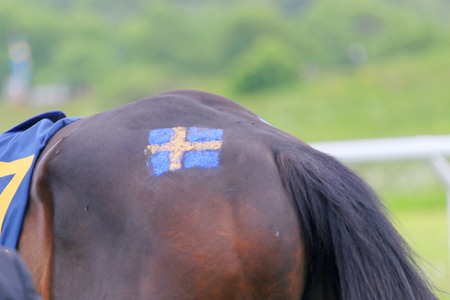 STOCKHOLM - JUNE 06: Swedish flag painted on a ponny at the Nationaldags Galoppen at Gardet. June 6, 2015 in Stockholmのeditorial素材